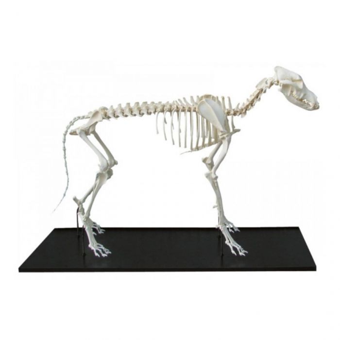 Dog Skeleton, assembled, small size dog